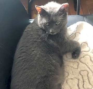 Photo of Molloy *MUST BE ADOPTED WITH M
