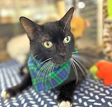 Photo of Oliver Tuxedo