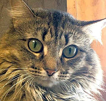 Photo of Fern
