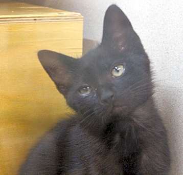 Photo of Flash Gordon