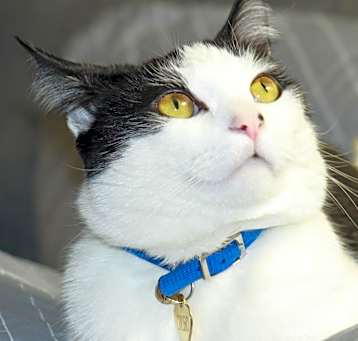 Photo of Oreo