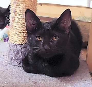Photo of Bitzy