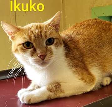 Photo of Ikuko
