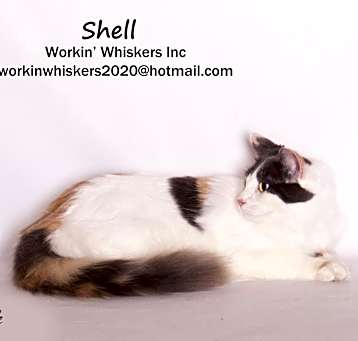 Photo of SHELL