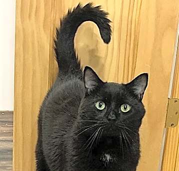 Photo of Moss