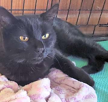 Photo of Hildy