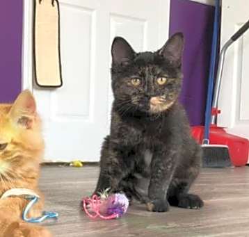 Photo of Pansy