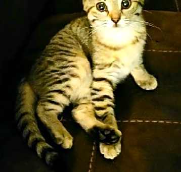Photo of Opal