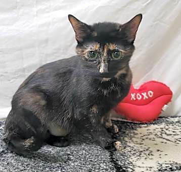 Photo of Uno