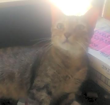 Photo of Darcy