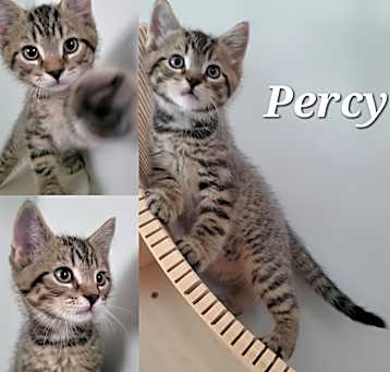 Photo of Percy