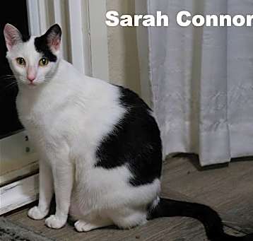 Photo of Sarah Conner (Napa HM)