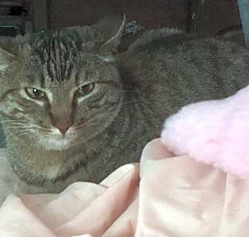 Photo of Miss Kitty