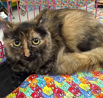 Photo of Lulu