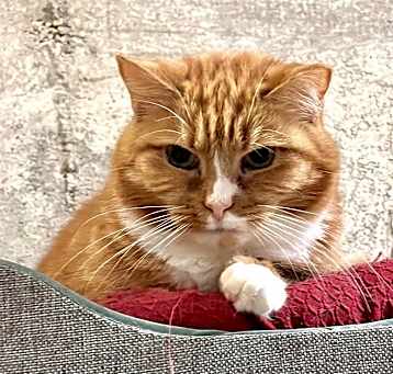 Photo of Red