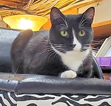 Photo of Buttons