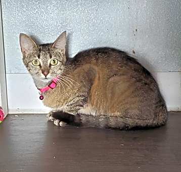 Photo of Stella