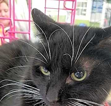 Photo of Temperance