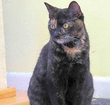 Photo of Clover