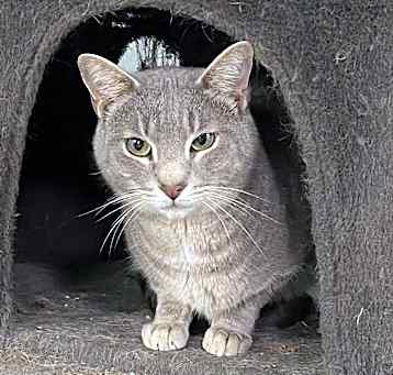 Photo of Fievel