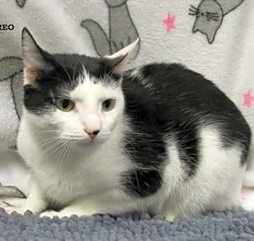 Photo of Oreo
