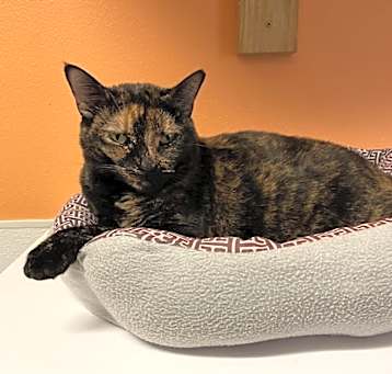 Photo of Spook