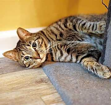 Photo of Stripes