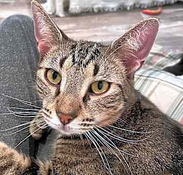 Photo of Cinnamon