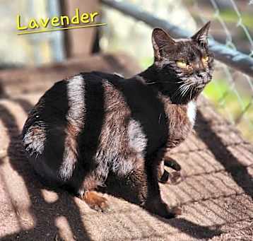 Photo of Lavender