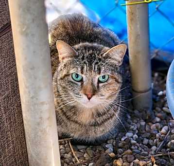 Photo of Sage