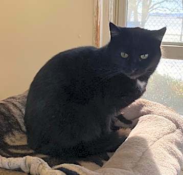 Photo of Silky