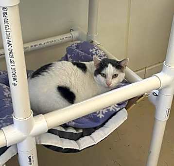 Photo of Spot