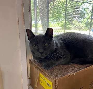 Photo of Mr. Jinx