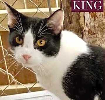 Photo of King