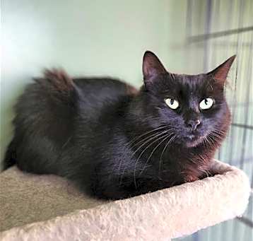 Photo of C202 Litter Mom Cocoa