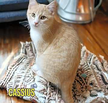 Photo of Cassius