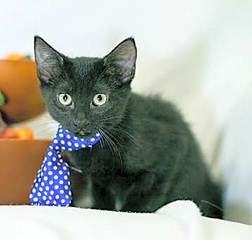 Photo of Persimmon