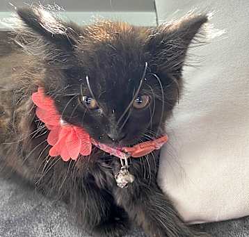 Photo of Cocoa