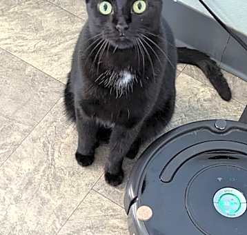 Photo of Sheba