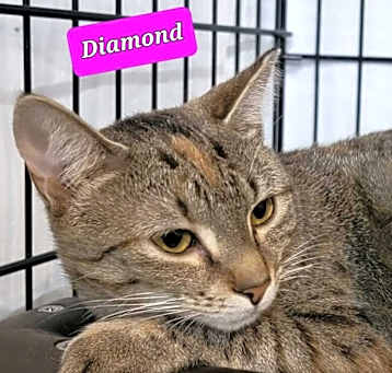 Photo of Diamond