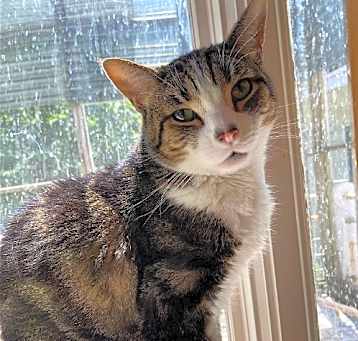 Photo of Deuce