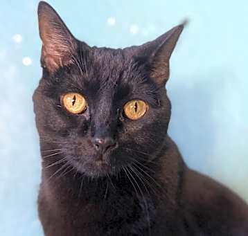 Photo of Midnight