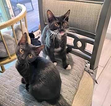 Photo of Dahlia & Oreo