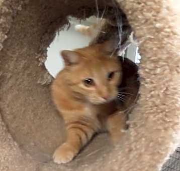 Photo of Pumpkin