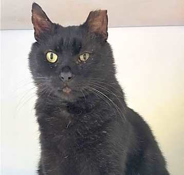 Photo of Yogi
