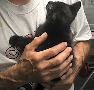 Photo of Bonnie bonded withJulio