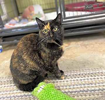 Photo of Patches