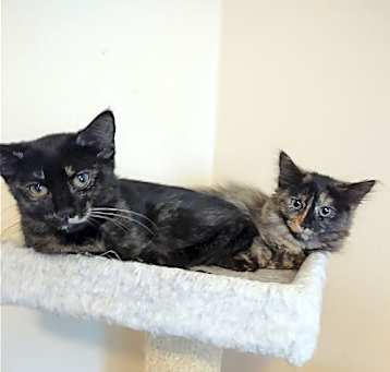 Photo of Squirt & Pepsi