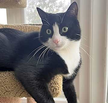 Photo of Cashew