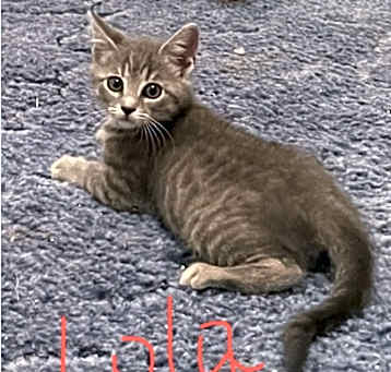 Photo of Lola